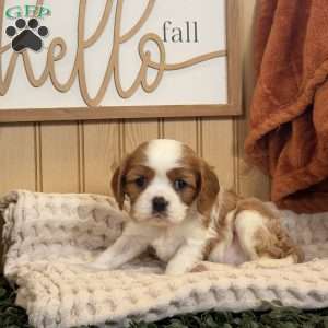 Captain, Cavalier King Charles Spaniel Puppy